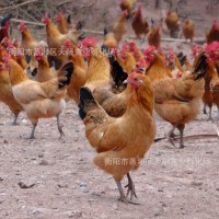 【廠家自產自銷】優質高細腳土雞苗 青腳土雞苗 包打疫苗包技術